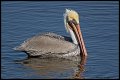 _4SB9727 brown pelican